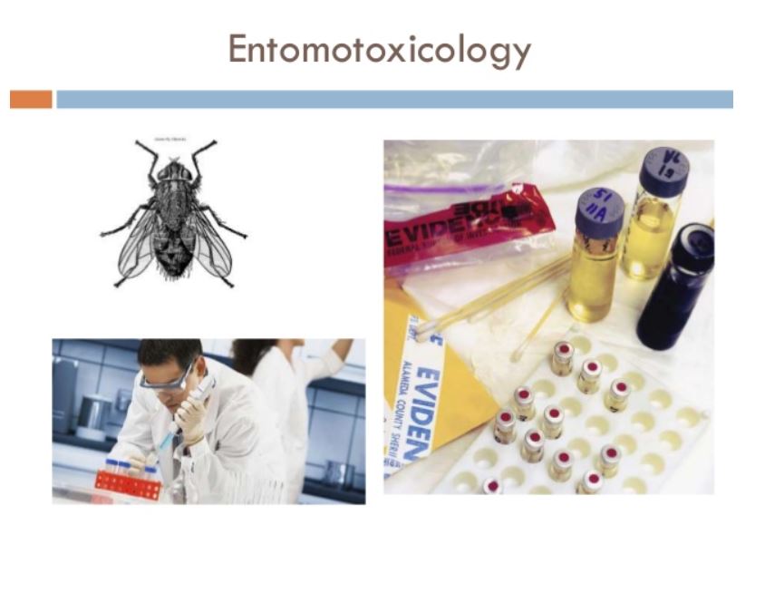 Entomotoxicology has become increasingly popular especially since the realisation that different drugs that are accumulated by different species of fly larvae can alter their development rates. This IRP has partly achieved the aim when regarding the best rearing substrate and the best analytical method to use in relation to entomotoxicology. This IRP also raises the issues to why a standardised protocol cannot be made.