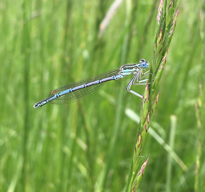 Odonate assemblages in 13 SANGs, 9 PAAs and 4 SSSIs were compared to environmental factors in the Lower Stour catchment. Of the three most common species, Banded Demoiselles (C. splendens) were positively correlated with vegetation and negatively correlated with humidity and bare ground, Azure Damselflies (C. puella) were positively correlated with vegetation cover and negatively correlated with vegetation height, and White-legged Damselflies (P. pennipes) were negatively correlated with shade and humidity. Sound levels; lux levels; shade; windspeed; temperature; humidity; soil moisture; vegetation cover; vegetation height and bare ground percentage were measured. There was no substantial difference between the spread of odonates from the different land use categories