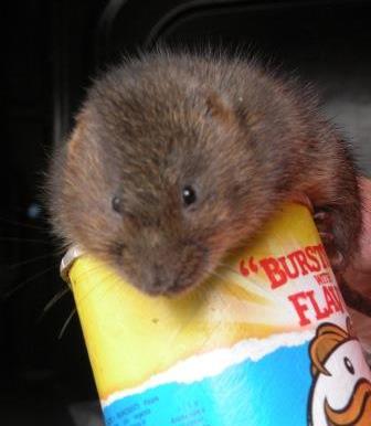 My role with The Wildwood Trust required me to work along side their water vole captive breeding scheme. My main roles and responsibilities included: pairing the animals, undertaking health checks, ensuring they were given fresh food and water each day and keeping a record of their behaviour once they had been paired.