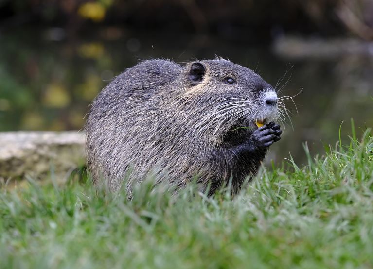 Data from Land Cover Map and Ordnance Survey was compiled and analysed with GIS and FragStats to determine the extent and distribution of suitable habitat for beaver in Dorset. The results indicate there are several areas within the county that would be suitable for a reintroduction