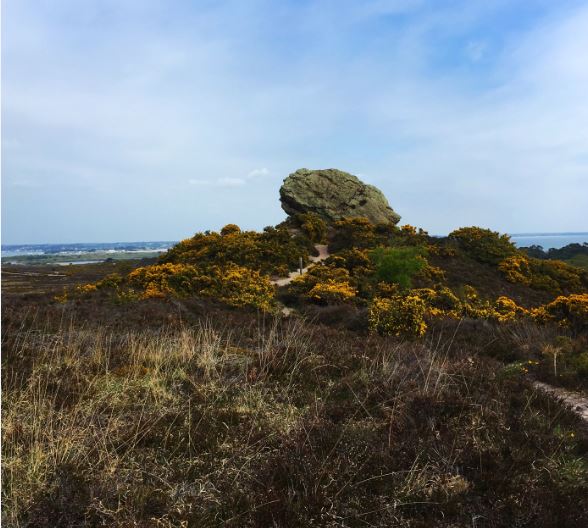 From March to August 2017, I took part in a Bournemouth university SERT, investigating if similar factors affect ecology and archaeology in heathland environments. During fieldwork we studied 18 heathlands, recording ecological features, such as vegetation composition, heath structure and age, indicators of animal presence and human disturbance. We also surveyed archaeological monuments present in the landscape and assessed the degree of damage present.
