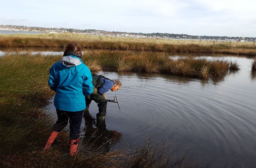 My dissertation involved surveying a newly described lagoon and comparing the biodiversity with other lagoons in Poole Harbour and ascertaining its potential as climate change refugia. It revealed that new Seymer’s lagoon was a degraded lagoon habitat with insufficient water exchange, promoting eutrophic conditions inhibiting benthic species diversity. Improving the water quality would increase benthic biodiversity, and thus prey availability for waterfowl that are at risk of habitat loss.