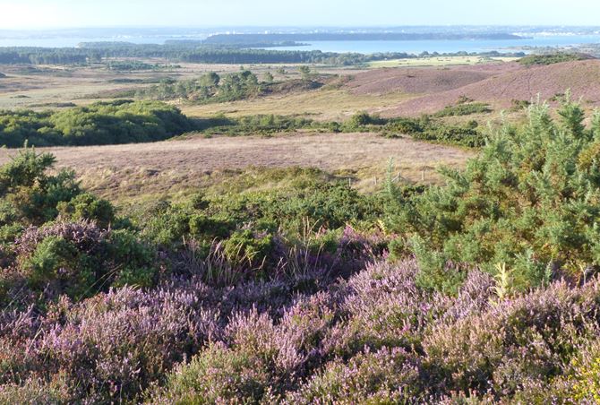 The Dorset Heaths are internationally special and this SERT works with the National Trust “Wild Purbeck” vison to re-connect heaths by the exciting creation of the UK’s first landscape –scale National Nature Reserve, the new Purbeck Heaths NNR.  The aim of this SERT is to measure monitor changes in wildlife living in the heaths in response to changing environments and conservation management. 
