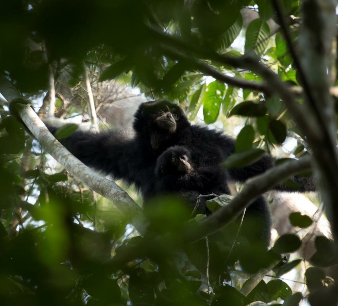 This study was undertaken to identify which structural vegetation variables are important indicators of habitat suitability for the lar gibbon Hylobates lar and the siamang Symphalangus syndactylus. Densities of lar gibbons were correlated with tree height, finding lower densities in areas where trees <20m. Siamang densities were highest when trees were between 20-30m in height, and a canopy connectivity of between 50-75%. These results indicated these hylobatid species exhibit a degree of tolerance and behavioural flexibility to habitat disturbance, though the preservation of tall trees and significant canopy connectivity is required for their continued presence in lowland forests. 